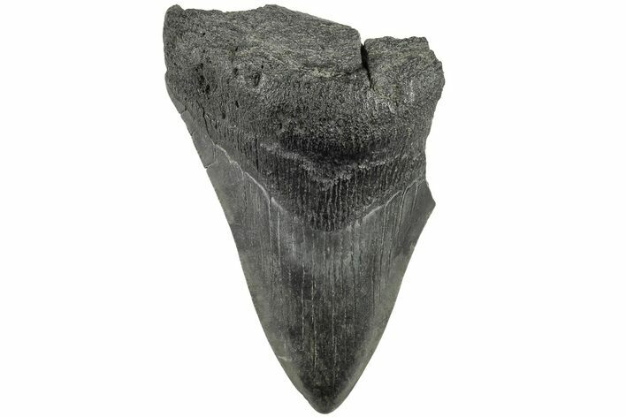 Partial Megalodon Tooth #194053